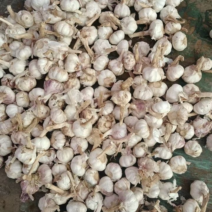 Tỏi Tươi