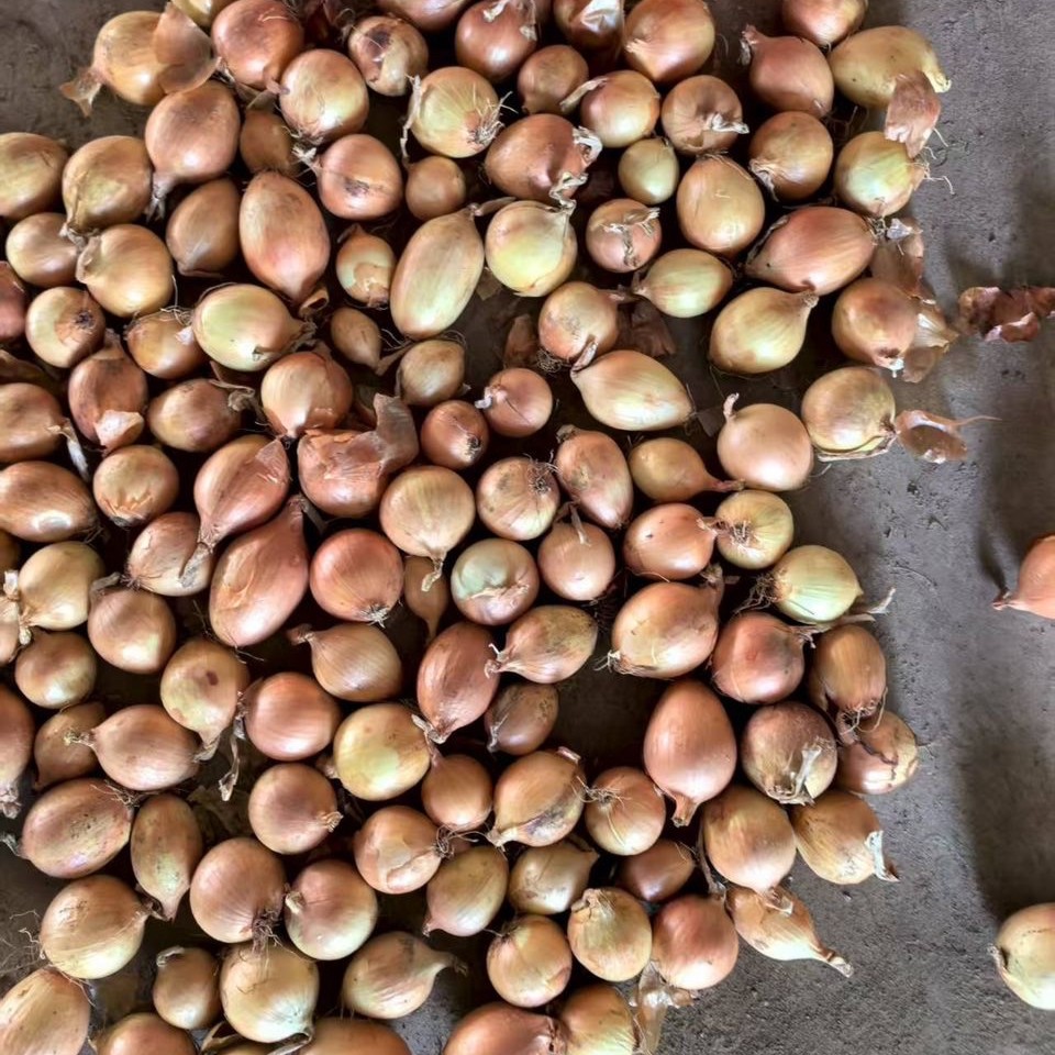 Hành tây vàng tươi Trung Quốc